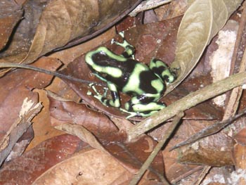 dendrobates Auratus